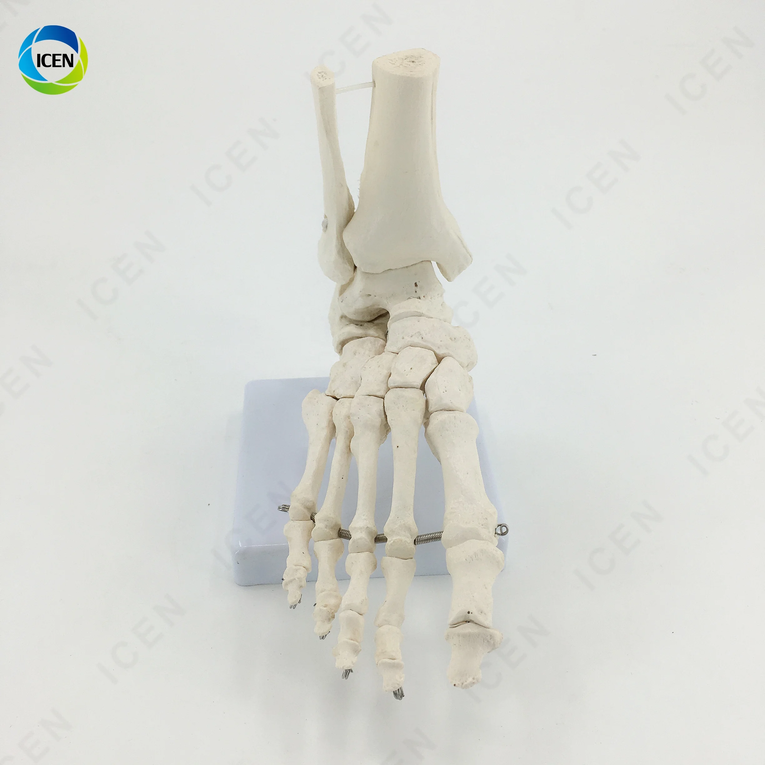 IN-M12 Flexible Foot Bone Model Ankle Joint Bones Of Foot Skeleton Anatomy Medical Teaching Tool