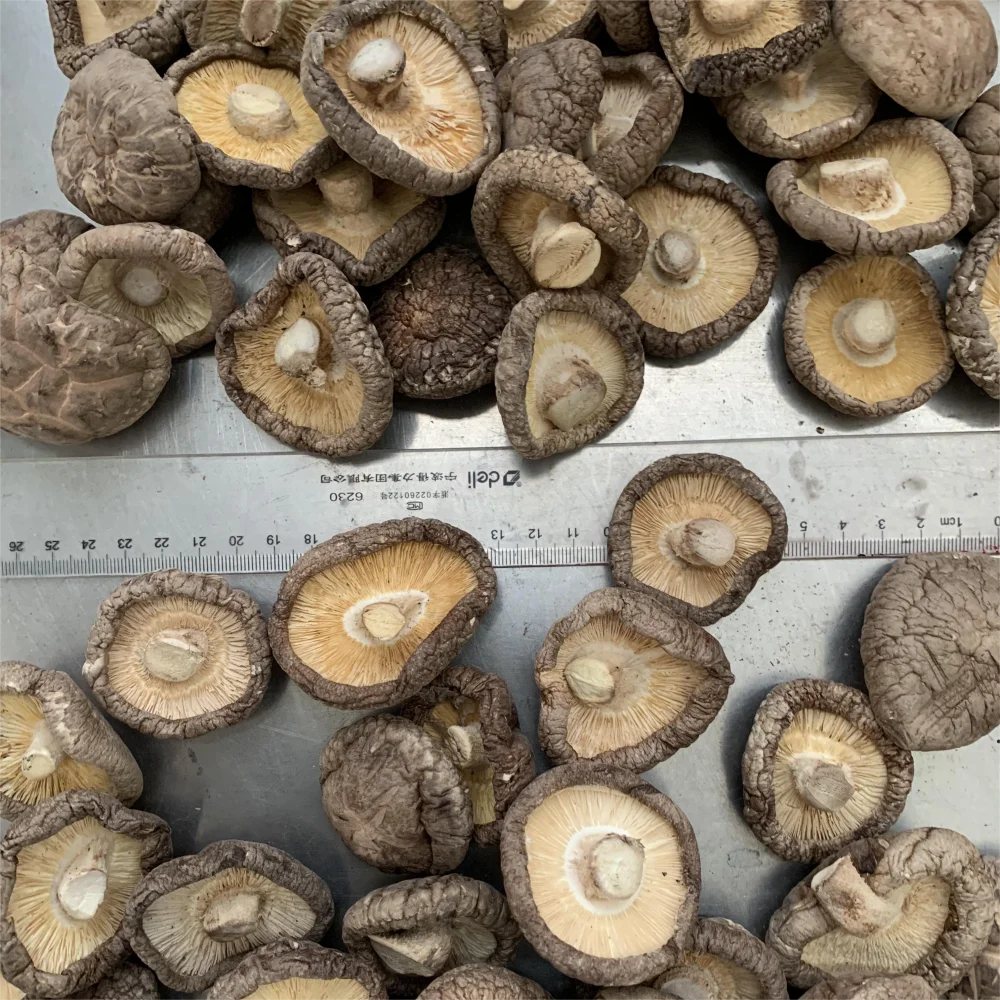 Type AA shiitake mushrooms dried mushroom