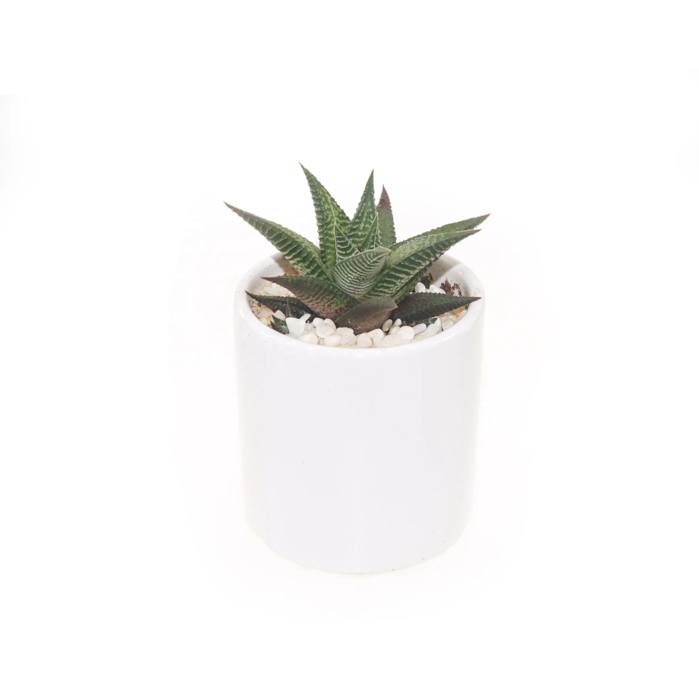 Комнатные и уличные живые суккуленты Haworthia limifolia для украшения