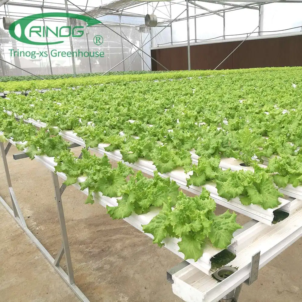 large greenhouse farme used NFT hydroponics system for salad lettuce
