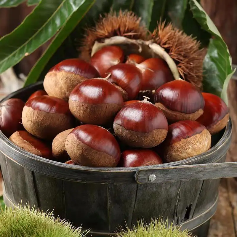 Chestnut and nuts for export and first hight quality chestnut from China