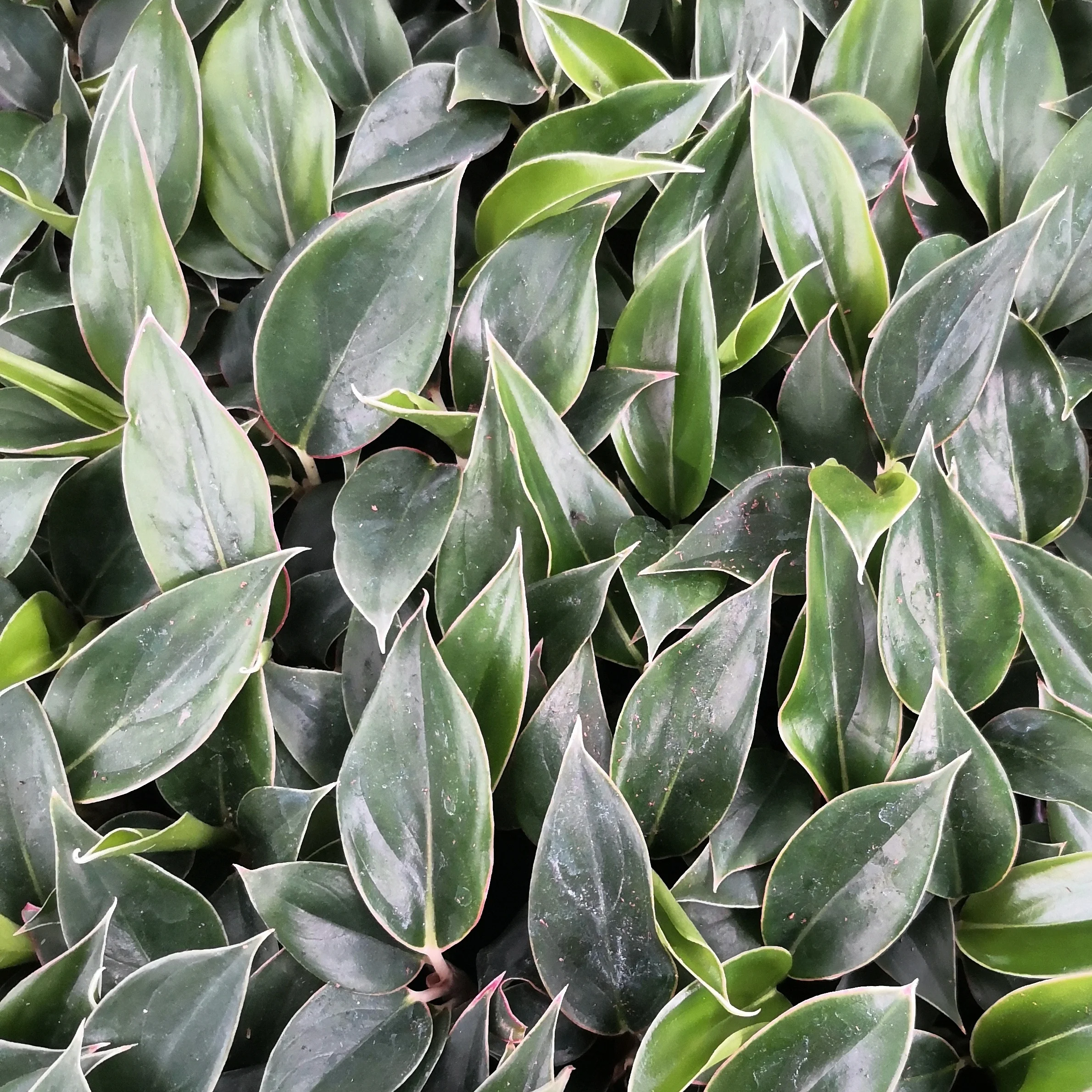 Саженцы растений культуры ткани саженцы сапфир