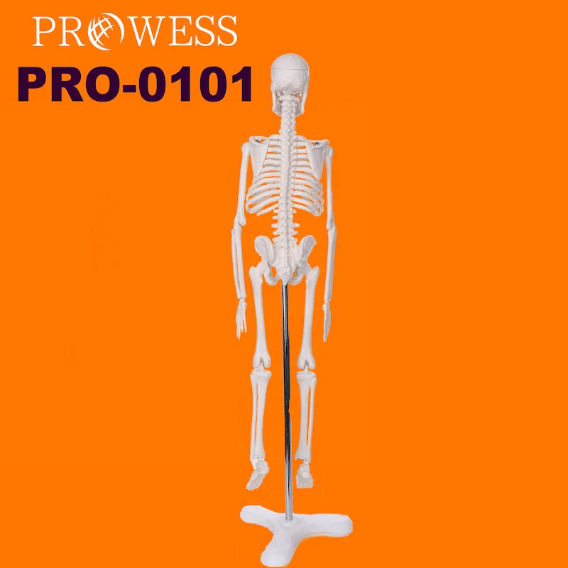 PRO-0101 Medical Science anatomy 1.5ft, 2ft, 3ft, 5ft, 6ft, 12ft skeleton halloween Model For Sale