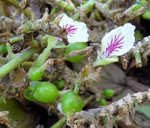 Pure Cardamom Essential Oil Organic get Pure Natural Oil from Direct Manufacturer of Essential Oil in Bulk for Diffuser