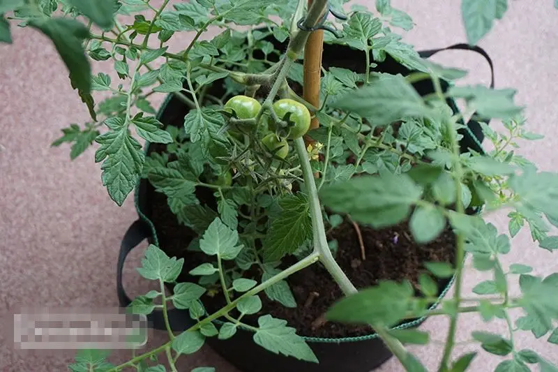 1 / 2 / 3 / 5 / 10 / 20 / 30 / 40 / 50 / 100 / 200/300gallon high quality long time grow bags