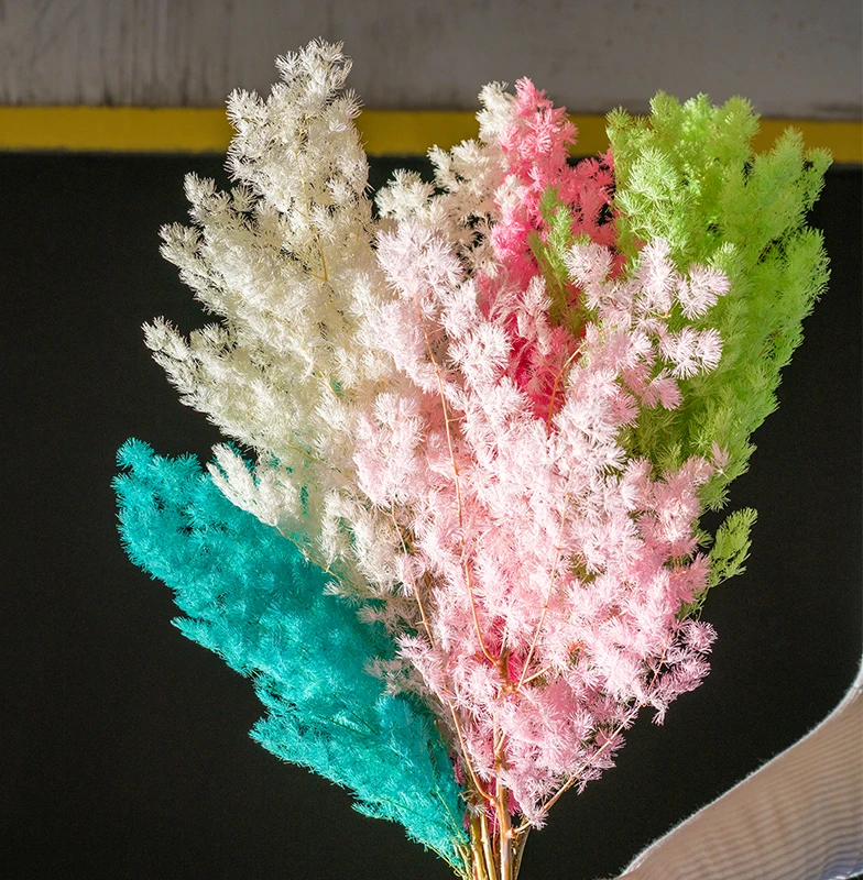 wholesale New Arrival Natural Everlasting Flowers Preserved Asparagus myrioeladus For Home Decoration
