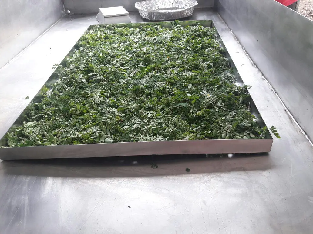 air energy dehydrator tarragon drying machine industrial tarragon dryer