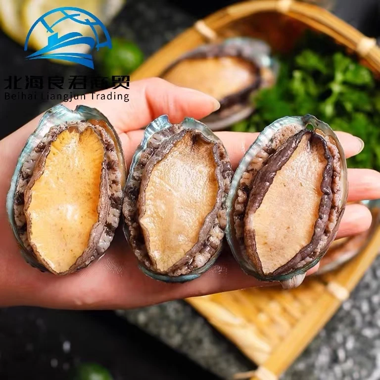 Wholesale new seafood products from China nutritious and delicious abalone food frozen seasonal plate haliotis discus hannai