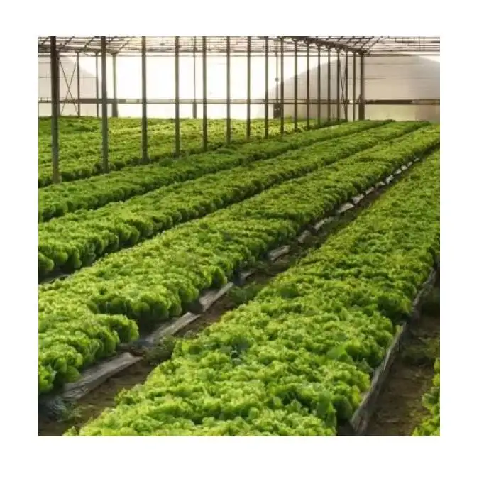 High Quality Commercialized Agricultural Film Greenhouse Intelligent Glass Multi Span Greenhouse