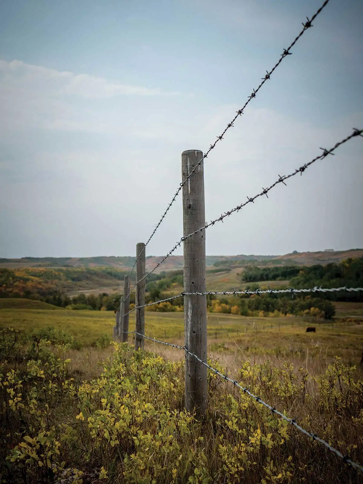 Factory sale galvanized barbed wire length per roll 2 strand barbed wire alambre de puas galvanized