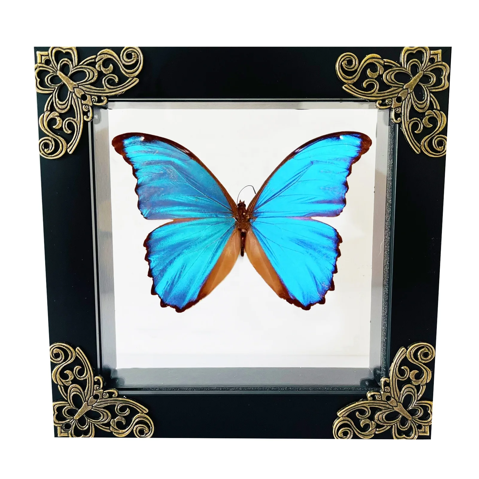 Insect Display Case Butterfly Shadow Box with Top Eva Foam Insect Display Box Butterfly Display Insect Pinning Kit Butterfly Box