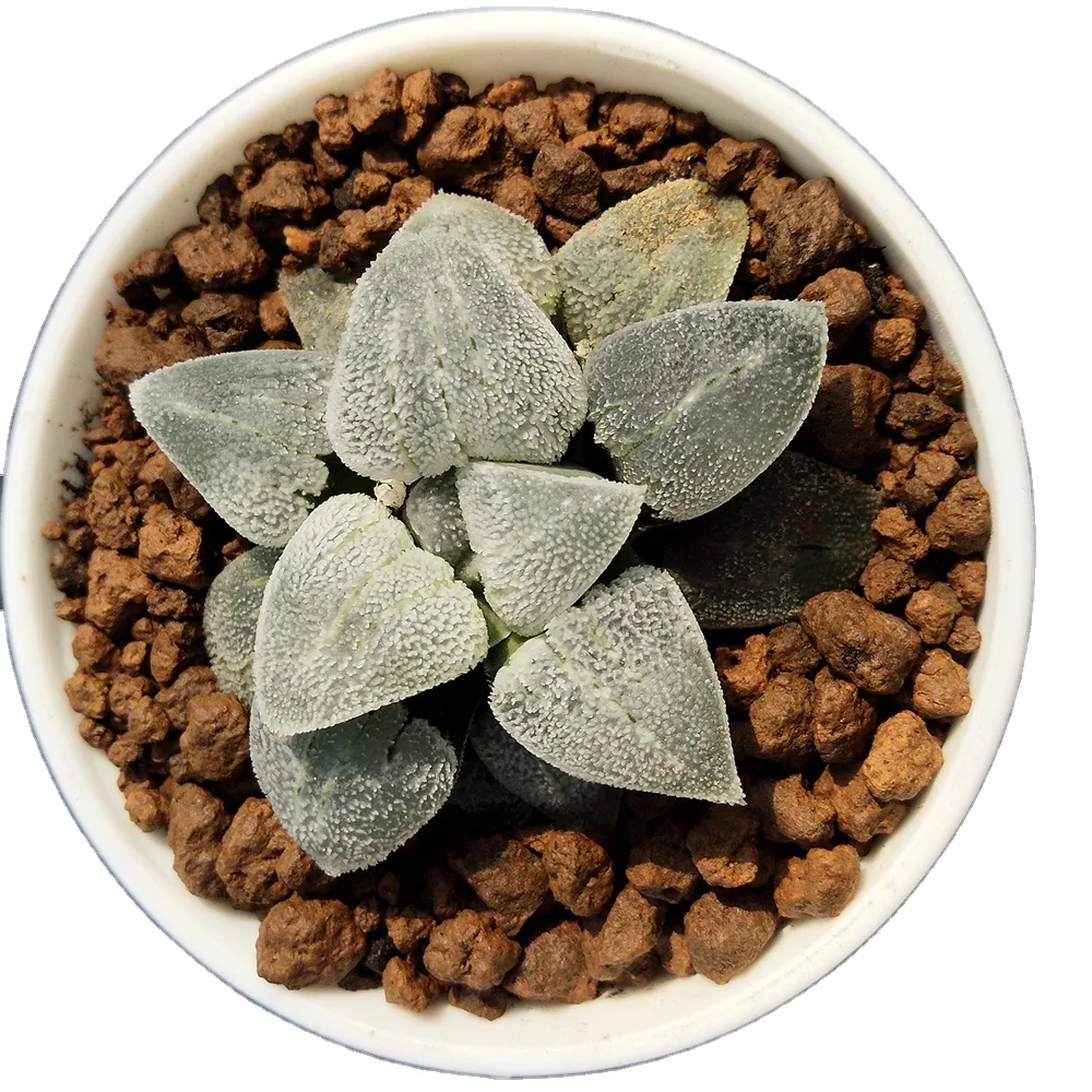 
 Редкие суккуленты H148 Haworthia Pygmaea «seiji», живое растение, горшок 3 дюйма, садовый Цветочный бонсай, древесное растение  