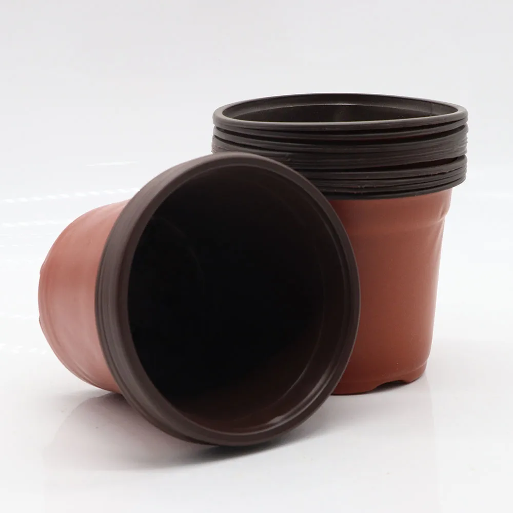 Nursery wholesale Indoor Healthy Root Seeds Grow rust Transplant mini home round 9cm flower