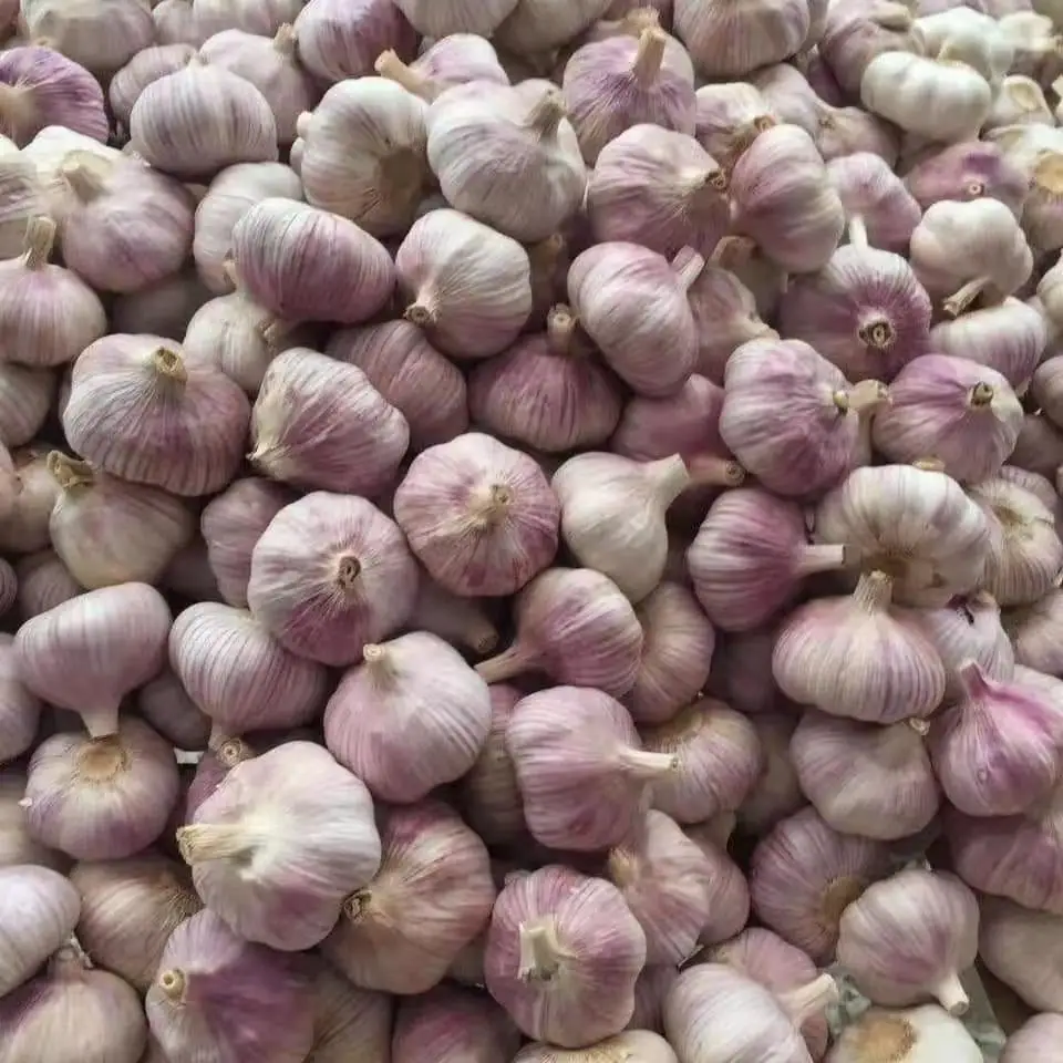 China Sinofarm Brand Garlic supplier manufacturer wholesaler with Cheap white garlic price for sale