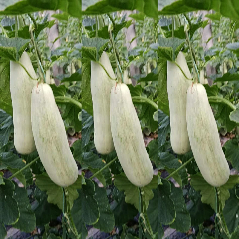 
Mixed melon seeds high yields good taste high disease from China 