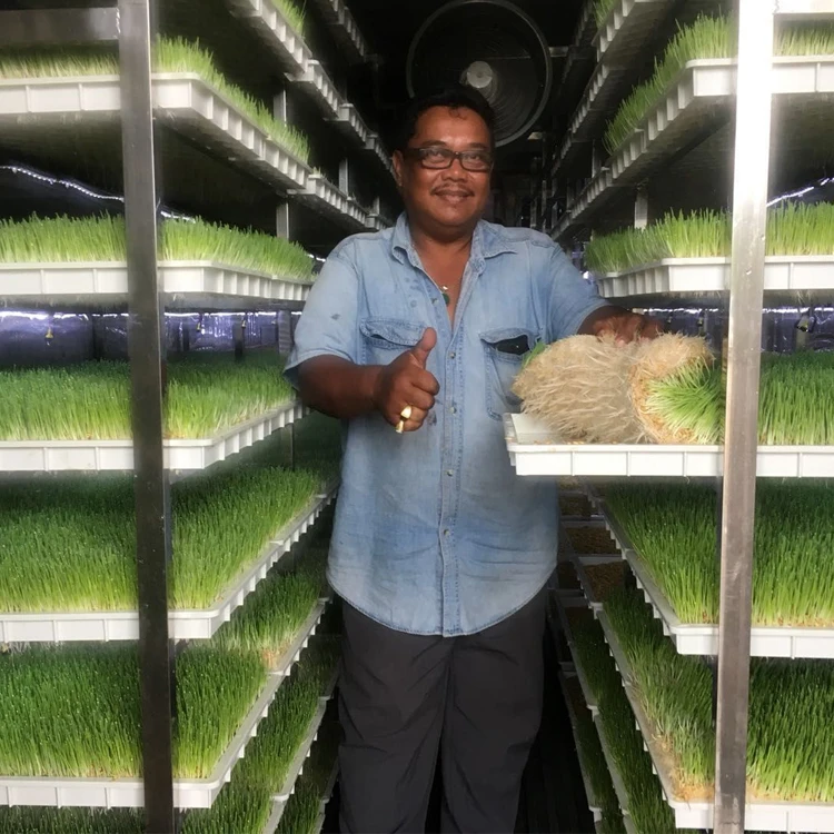 Cow Farm Equipments 500kg Fodder Machines / Hydroponic Fodder Systems/ Seedling Bud Sprouting