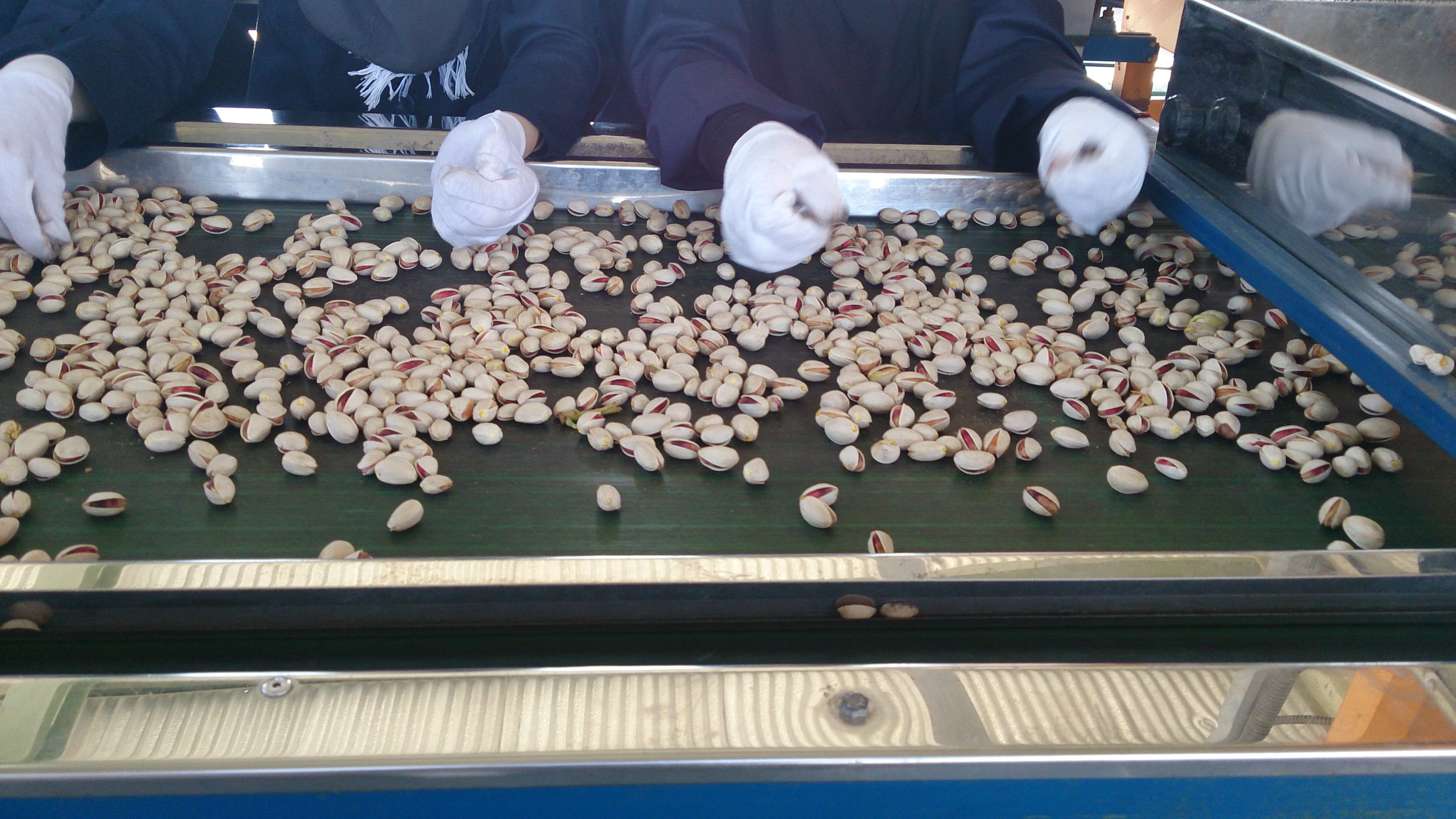 Wholesale almond shaped natural pistachio bulk dried nuts food