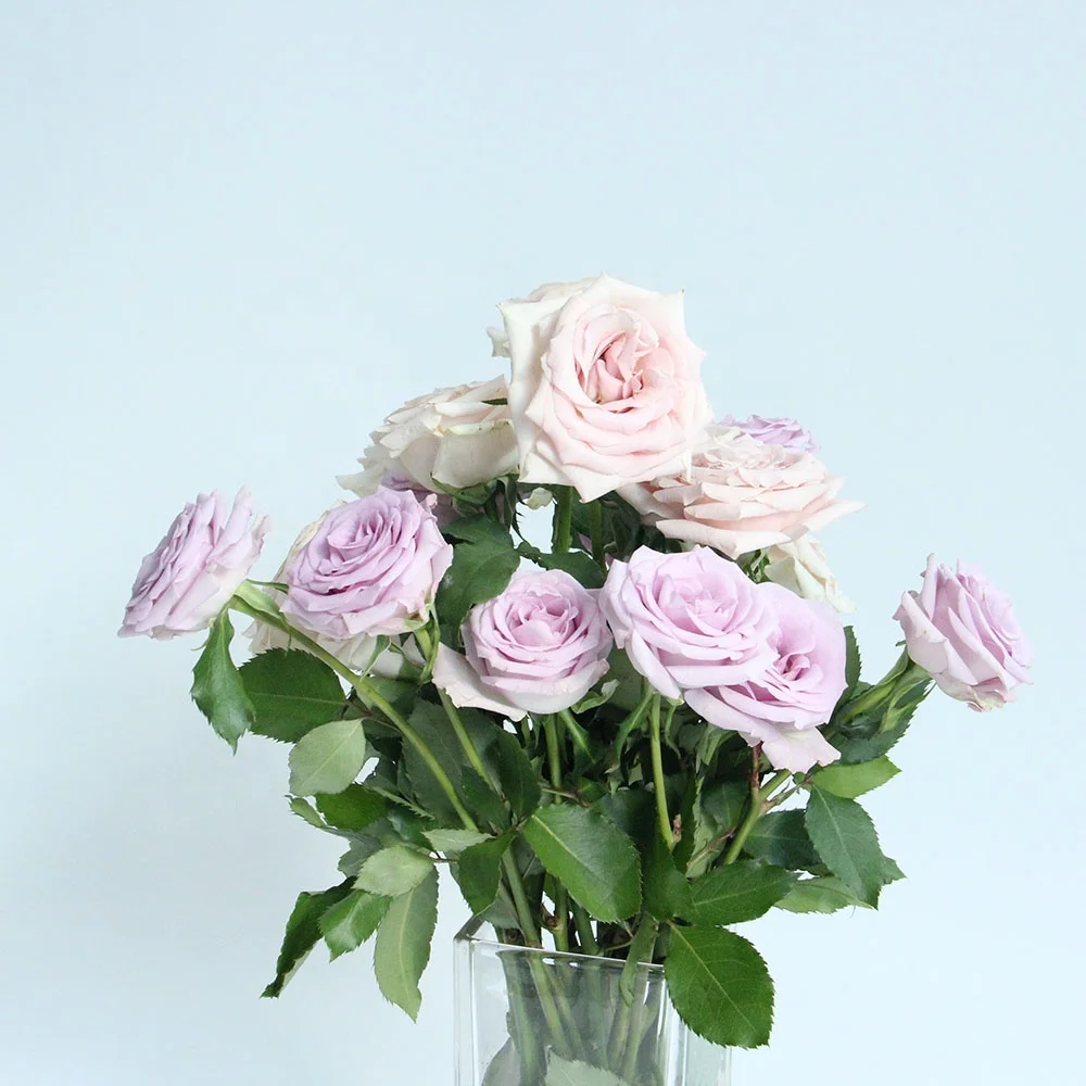 Wholesale Long Stem Natural Bulk Flowers Fresh Cut Roses The Ocean Song Roses A Grade From China