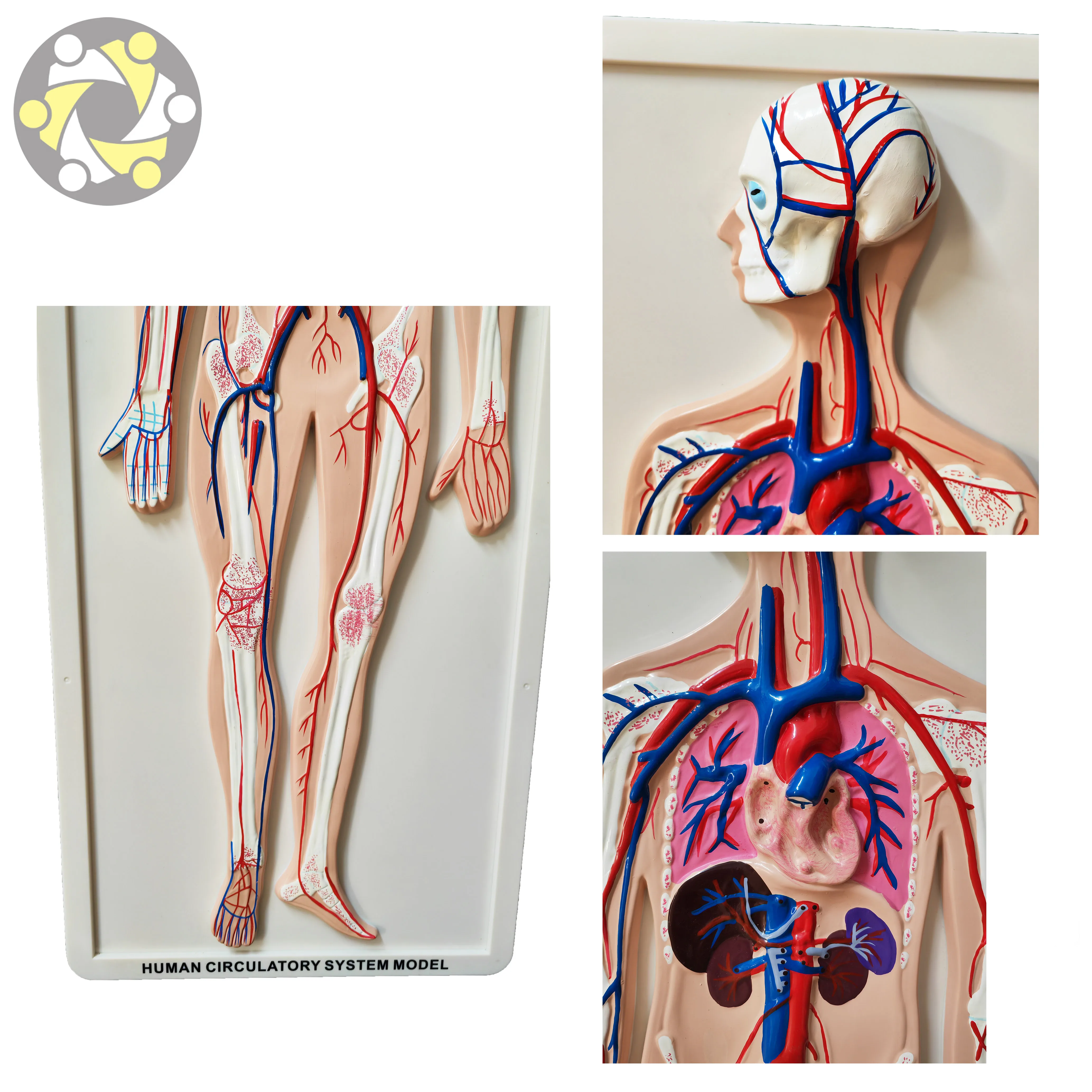 Model of Human Blood Circulatory System for Teaching Human Anatomy Medical Science