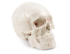 Adult Skull Anatomical Model Life Size Human Skull Model 3 Parts Lab with Removable Skull Articulated Models
