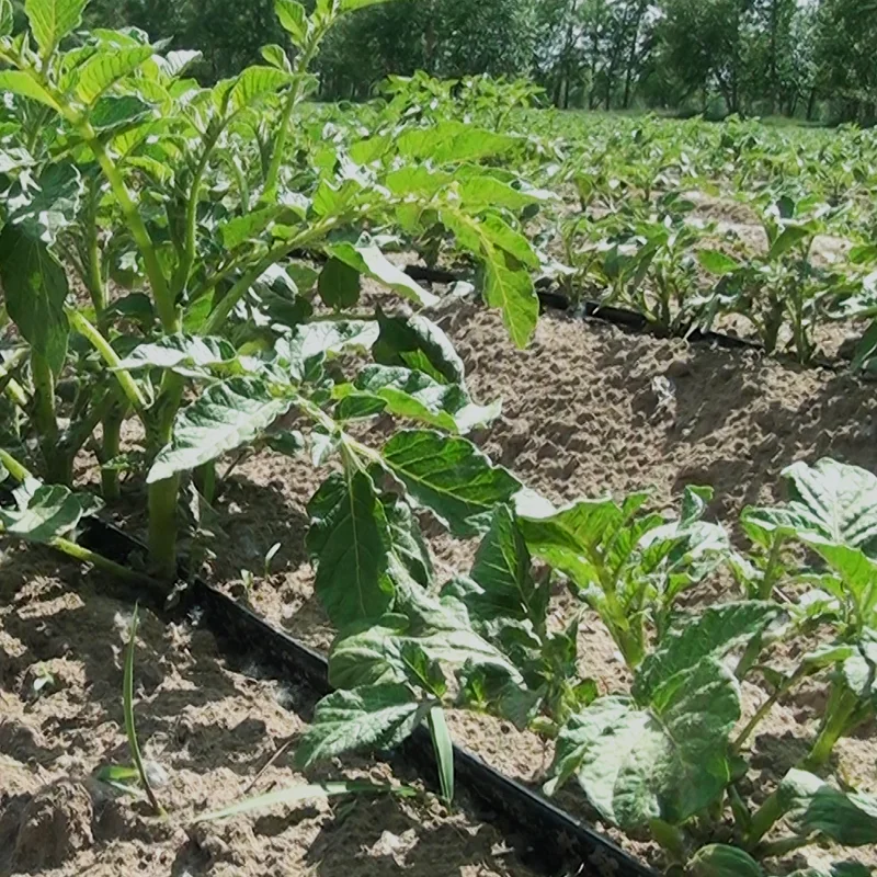 Pandora 2022 new agriculture drip irrigation 16mm flat dripper drip tape