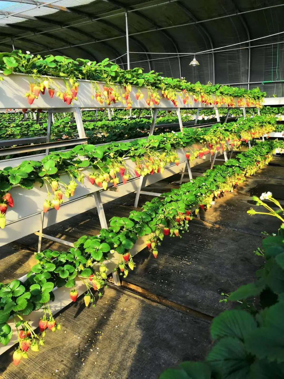 High quality  Strawberry planting trough rack Strawberry plant gutter PVC plant growing gutter