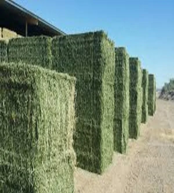 
Cheap Alfafa Hay for Animal Feeding Stuff Alfalfa, hay/alfalfa hay pellets 