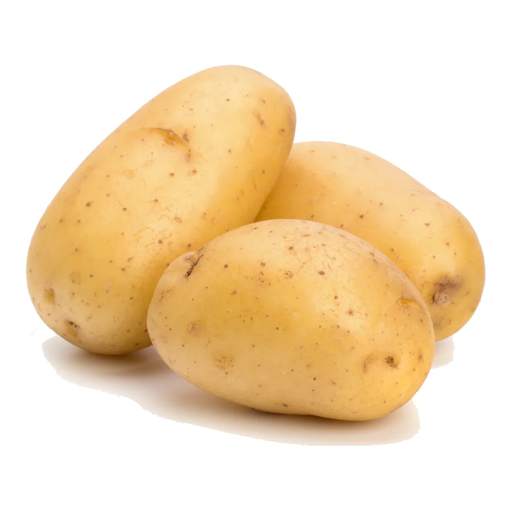 newest crop fresh long China dutch fresh yellow potato suppliers price per ton