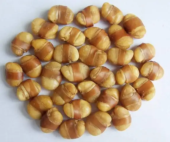 Широкие бобы с соленым вкусом тип зерновых