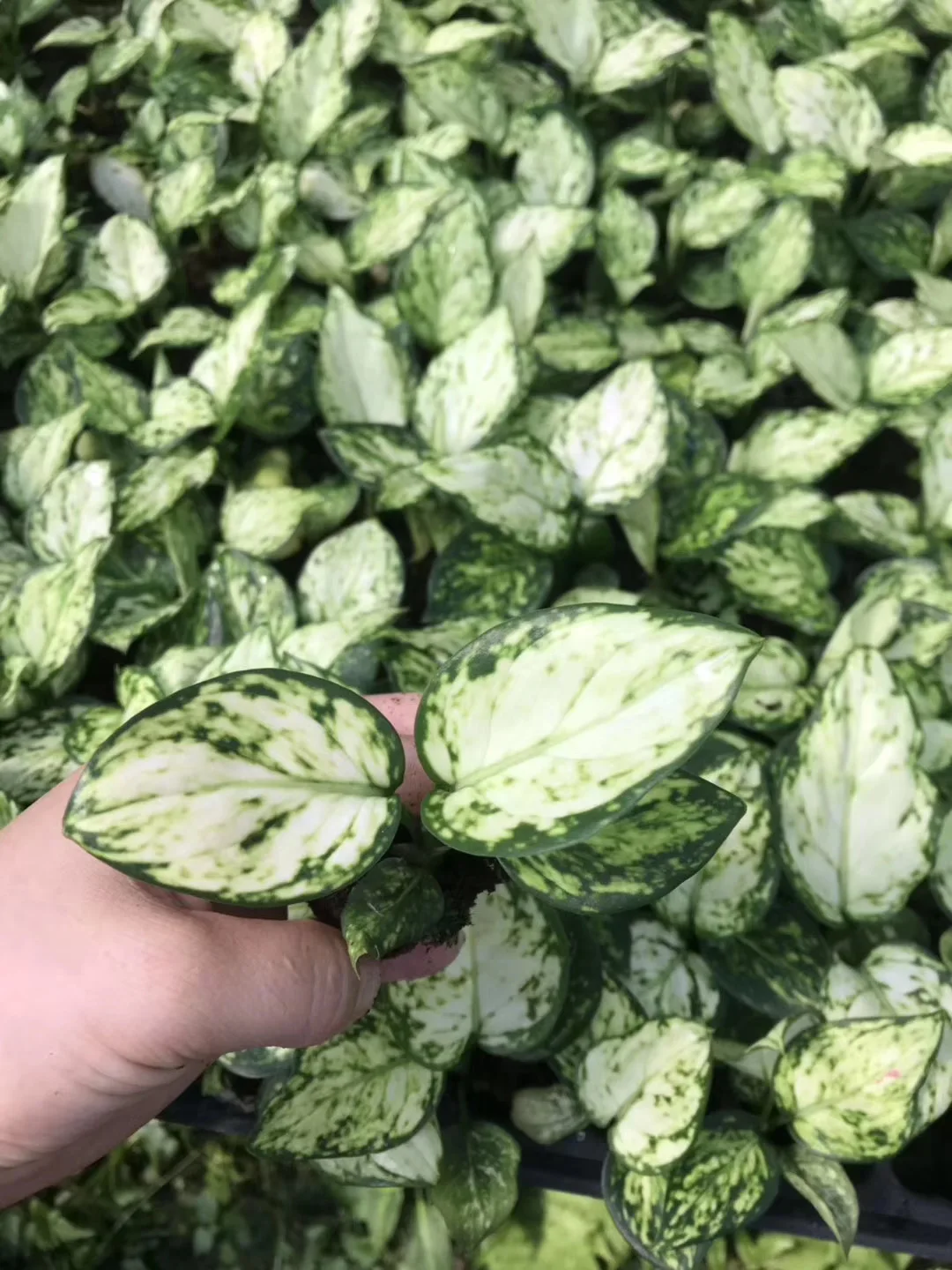  Подростковые растения украшение для дома натуральное растение aglaonema hongyan Geely красная