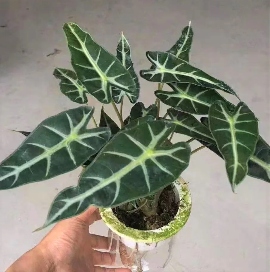 Оптовая продажа натуральный план philodendron Alocasia longiloba Miq. Для