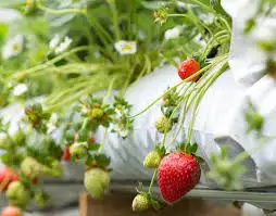 Farming plants agriculture growing greenhouse with soilless cultivation equipment For Tomatoes/Peppers/strawberry