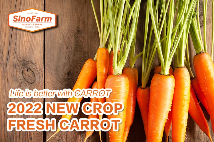 2024 new crop organic carrot 80 150 200 250 300g+ china price good quality per ton fresh carrot for export