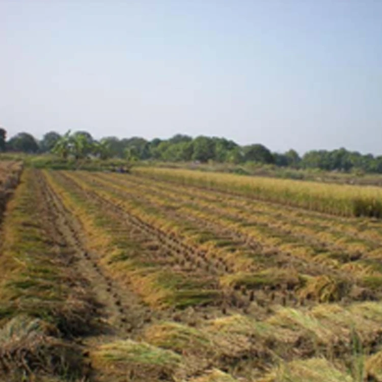 WORLD150AA Mini Maize and Rice Combine Harvester Machine Sesame and Wood Microgreen Harvester Olive Harvester