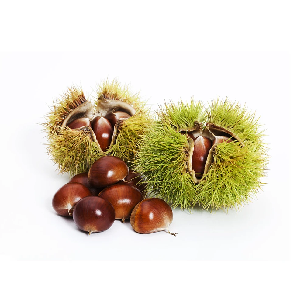 Chinese Fresh Chestnut In Shell Factory Directly Supply