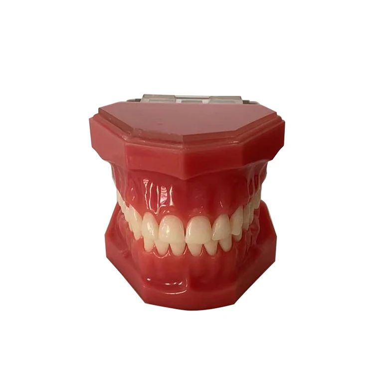 28 Teeth Hard Gum Resin Standard Demonstration Anatomical Natural Size Model wIth Full Hinge and Half Hinge