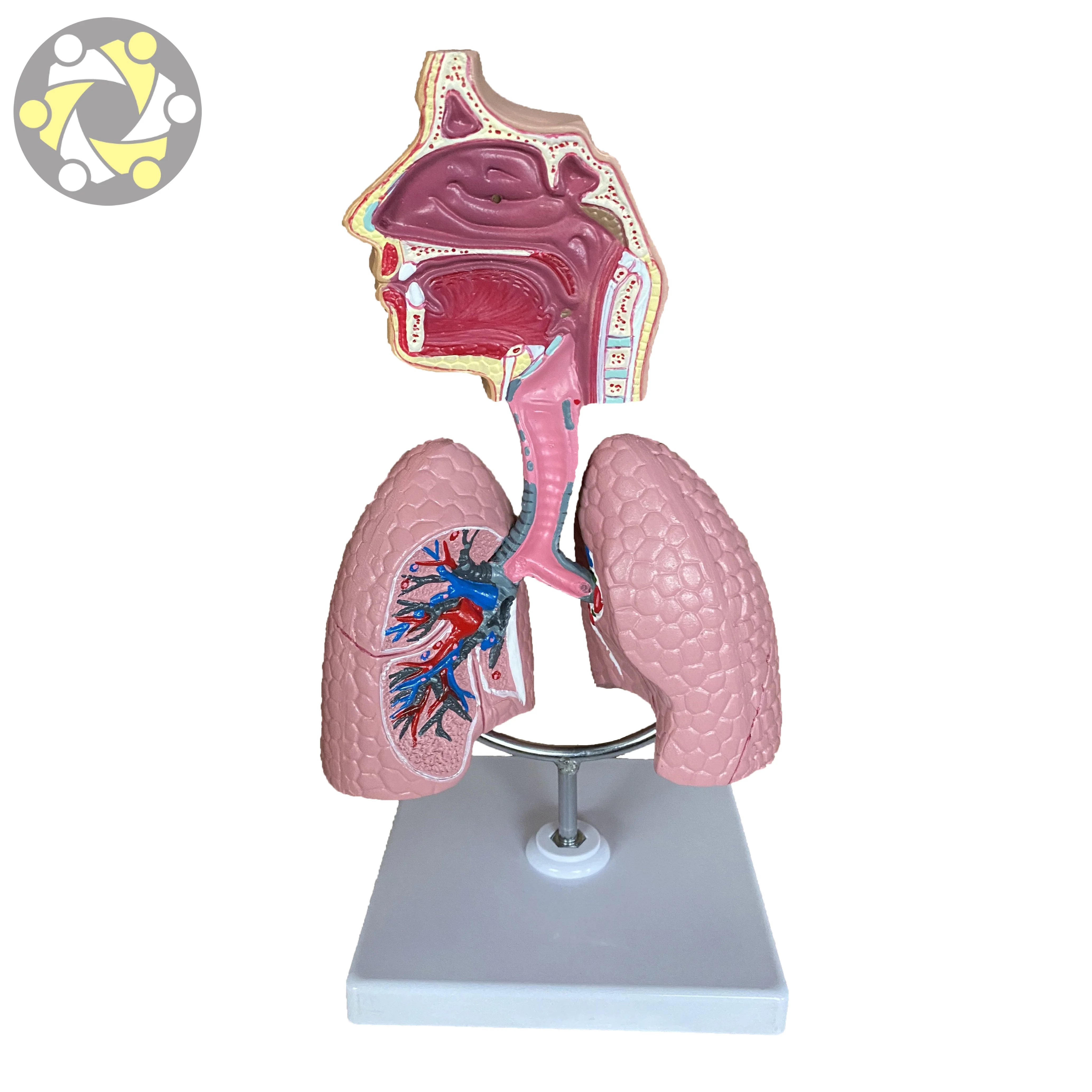 Anatomical model of lung  Medical Science Anatomical Model of Respiratory System Lung