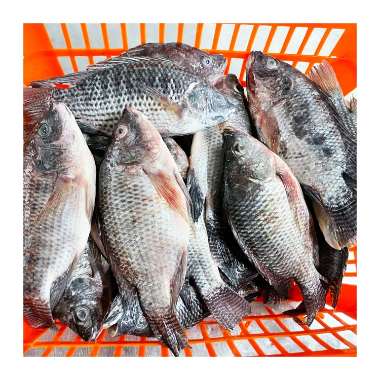 China exporters wholesale price 500-800g fresh frozen tilapia fish