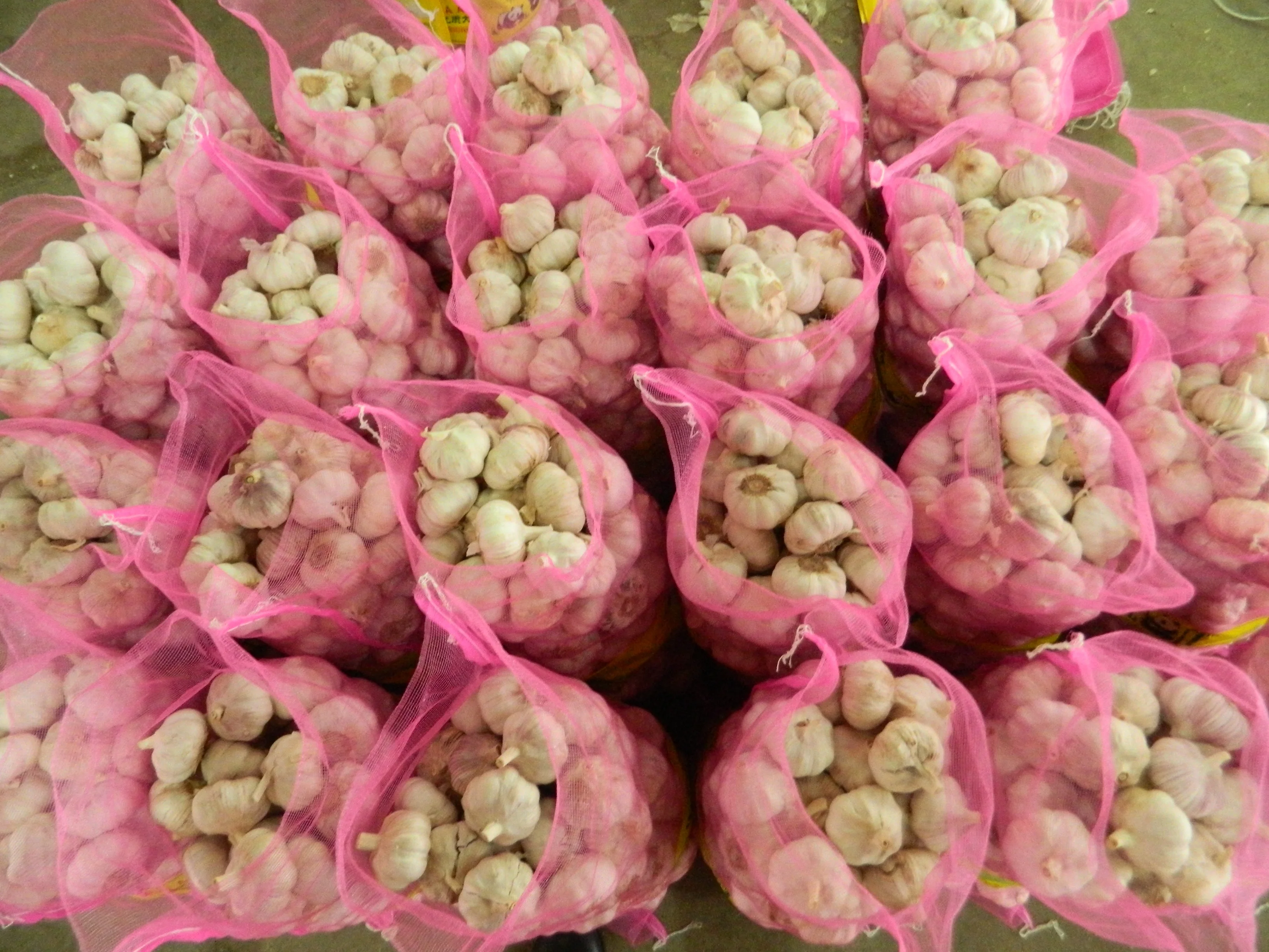 Garlic Planter Provide Best Quality Big Size and 100% Dried Garlic Organic Packed in Box Fresh