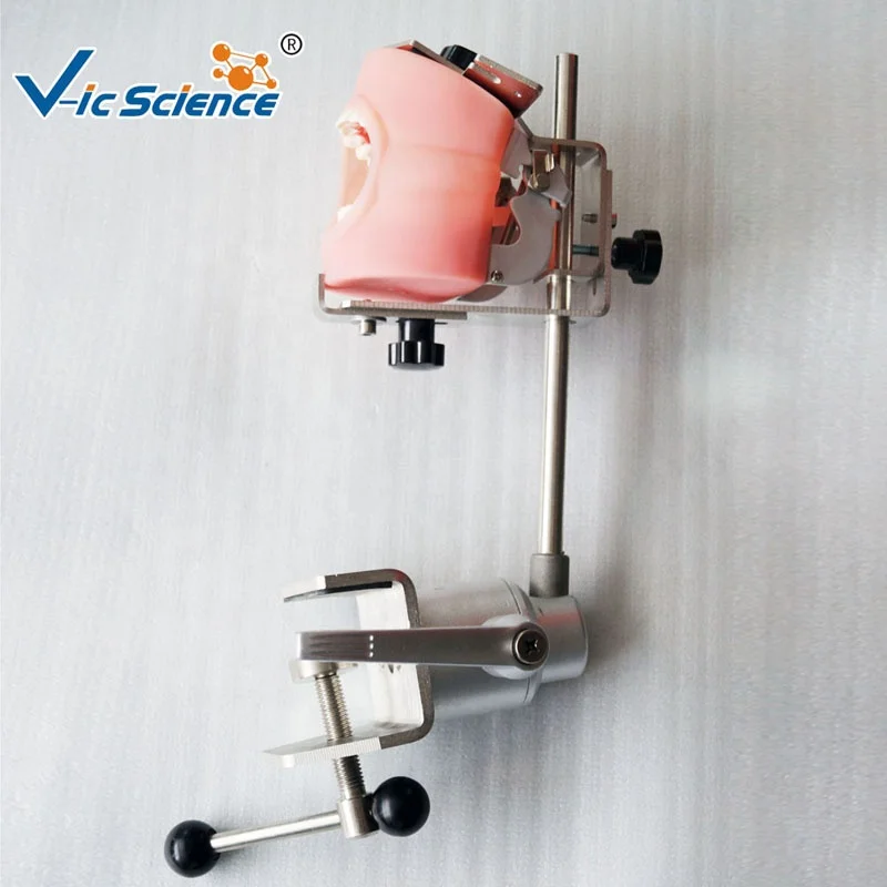 Top quality dental head mannequin dental phantom head simulator phantom head simulator dental human teeth model medical science education model