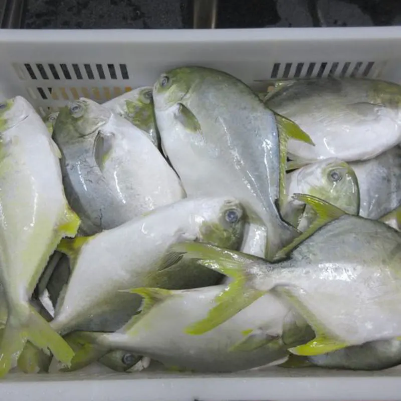 Good Quality IQF Frozen Golden Pompano Fish Seafood for Restaurant