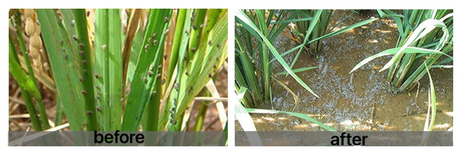 price pest control insektizid insecticide Thiamethoxam  98%tc 97%tc 25%wdg Thiamethoxam