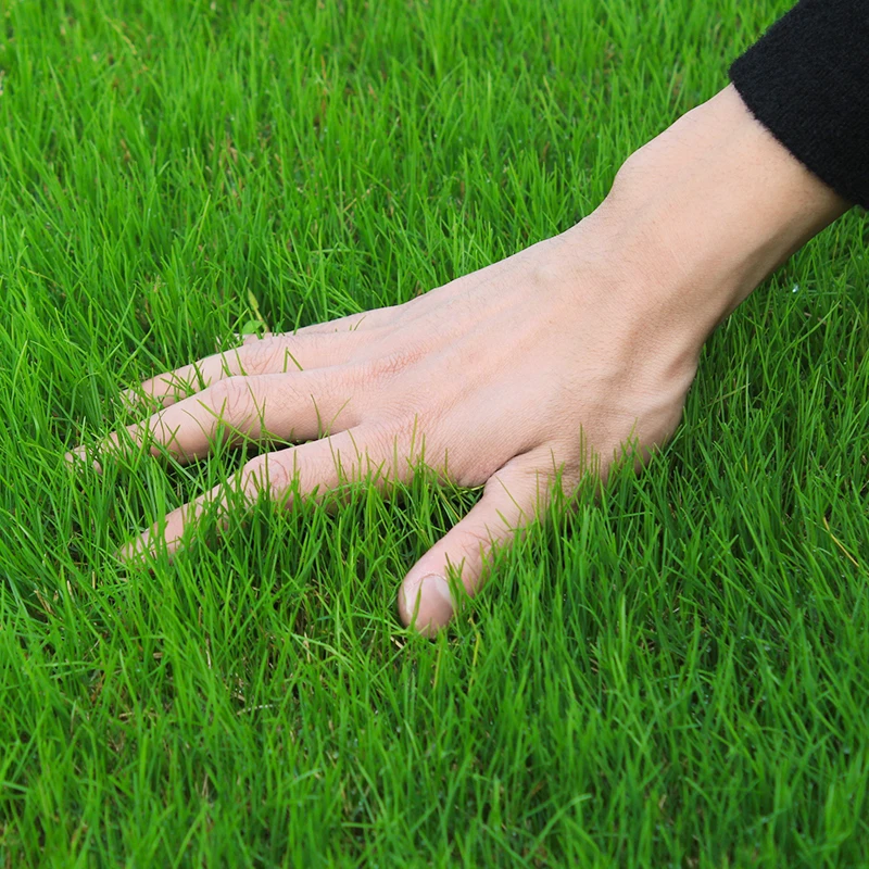 
New Arrival Grass Seeds Combination Lawn Garden Seeds For Landscape 