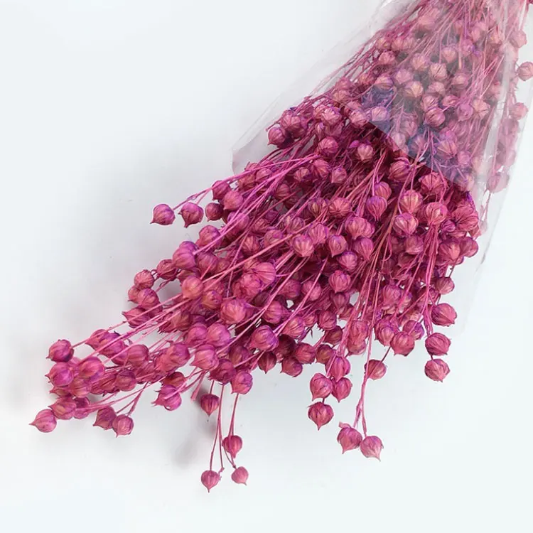 2022 New Arrivals Fresh Rich Beans Flowers Everlasting Jequirity Bean Long Stem Flowers