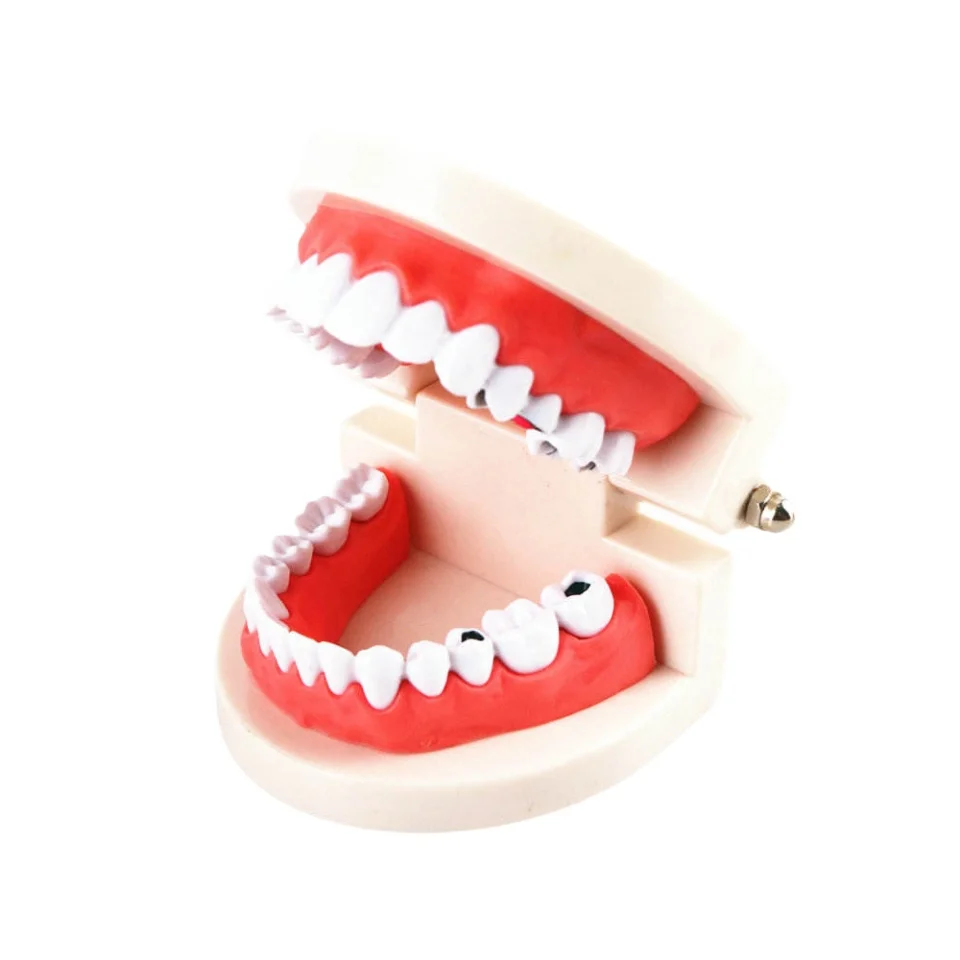 Dental Good Price Tooth Gems Educational Teeth Model Demonstration Denture Brushing Exercise Tooth Model