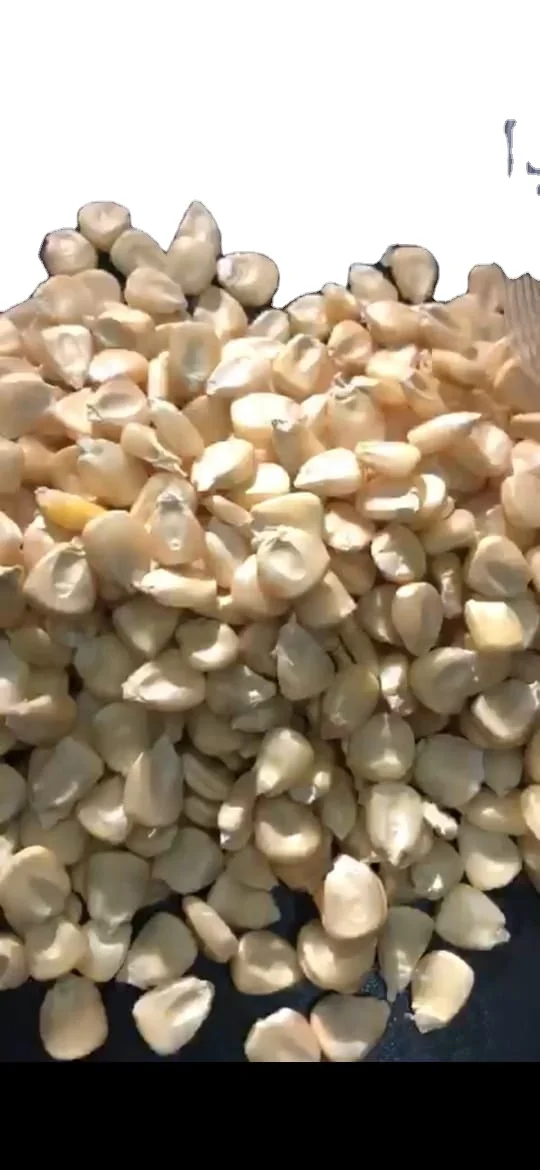 Export quality egypt origin white maize