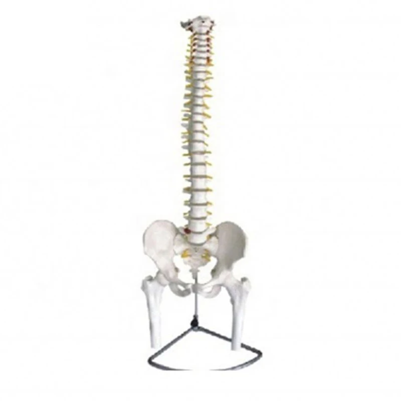 Анатомия человеческого скелета, гибкий Позвоночник с тазом и бедром, модель хиропрактика, анатомический симулятор позвоночника для медицинских целей