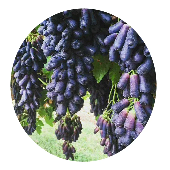 Новые свежие Фруктовые Семена, сладкий Сапфир, виноград, семена фруктов оптом