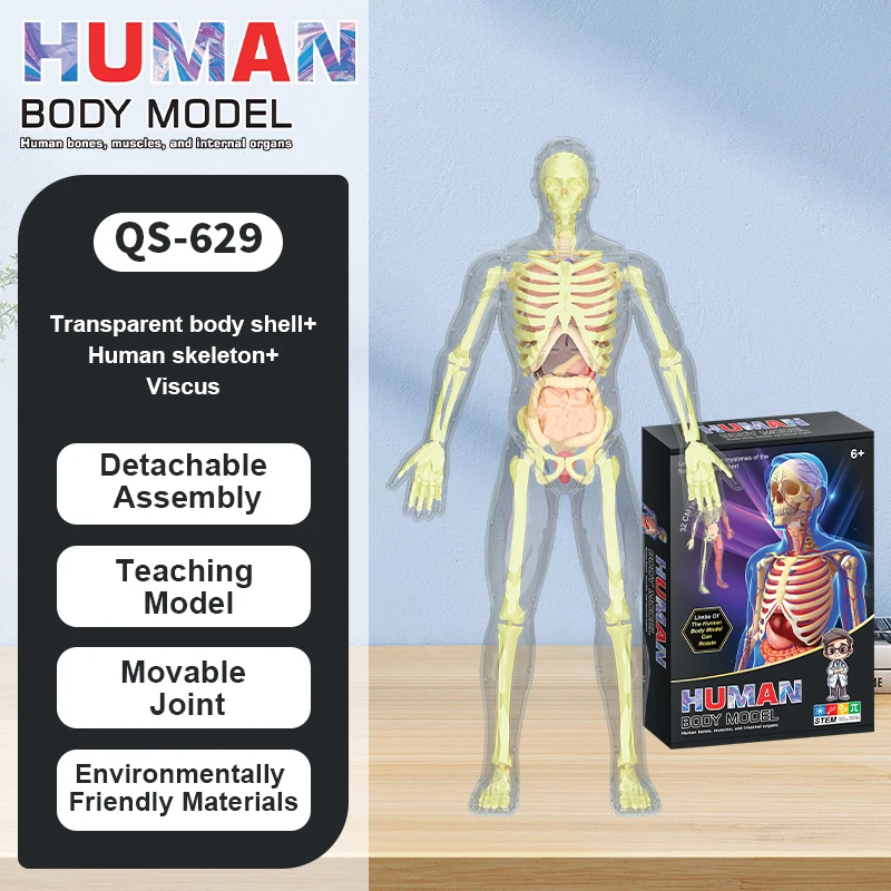 32cm Human Skeleton with muscle and Blood Vessels,artificial anatomical medical skeleton