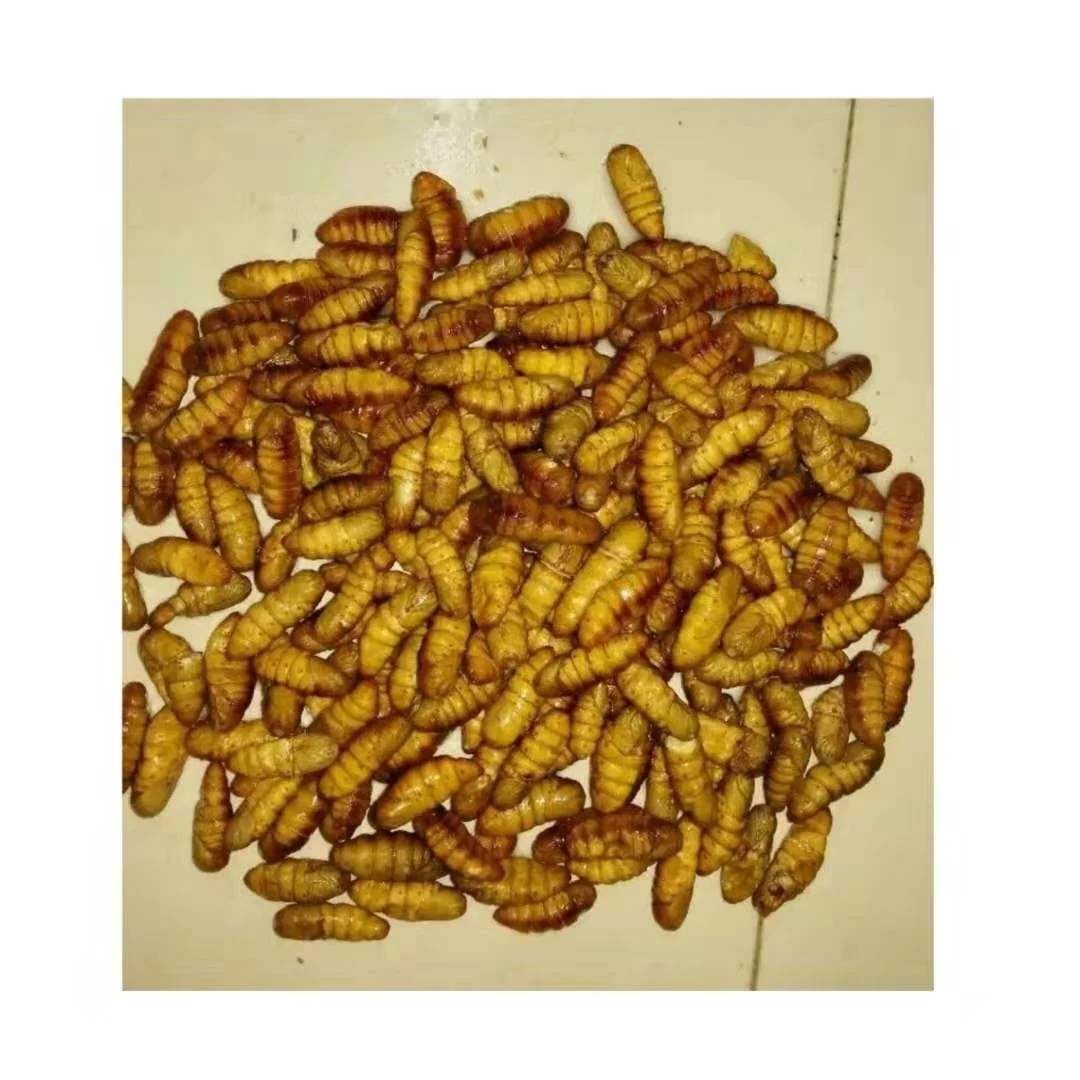 Wholesale Animal Feed SANFENG SEAFOOD Frozen Silkworm Pupae Autumn Silkworm For Sale